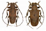 Pseudobeta ferruginea  Galileo & Martins, 1990 ♂ & ♀