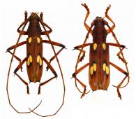 Eburodacrys rufispinis  Bates, 1870  ♂ & ♀