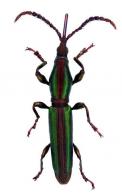 Brentinae Gen sp4