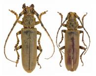 Criodion tuberculatum  Gahan, 1892  ♂ & ♀
