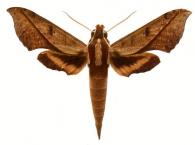 Xylophanes epaphus  (Boisduval, 1875)