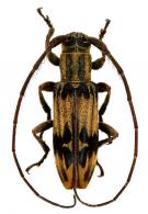 Rosalba inscripta  (Bates, 1866)