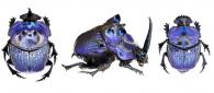 Coprophanaeus (Megaphanaeus) lancifer  (Linnaeus, 1767) ♂ & ♀