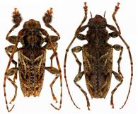 Aegomorphus vetustus  (Bates, 1880)   ♂ & ♀