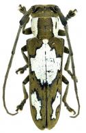 Adesmus divus (Chabrillac, 1857)