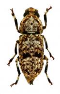 Nemotrichus barbicornis  (Fabricius, 1801) 