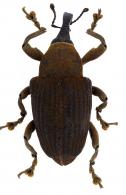 Cratosomus bombina (Fabricius, 1787)