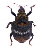 Curculionidae Gen sp16