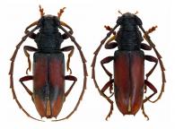 Hamaederus rugosus  (Olivier, 1795)  ♂ & ♀