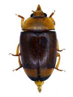 Mycotretus tricolor () 