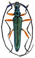 Distenia (Distenia) esmeralda Villiers, 1959