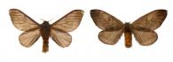 Hylesia cottica  Schaus, 1932 ♂ & ♀