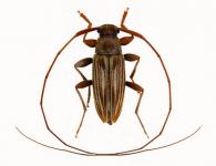 Paroecus sp G207