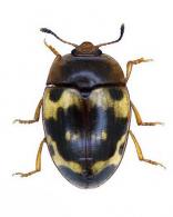 Iphiclus (Megaprotus) nubilus Lacoraire,1842
