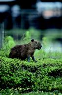 Animaux