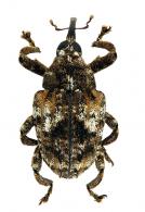 Curculionidae Gen sp102