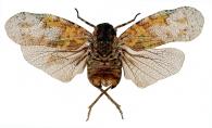 Japetus tostus (Stal, 1859)