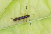 Ommata  Eclipta  soumourouensis