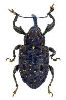 Heilus inaequalis (Boheman, 1836)