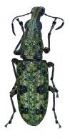 Hypselotropis annulicornis (Fahraeus, 1839)