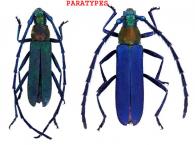 Aglaoschema vinolenta  Dalens, Tavakilian, & Touroult, 2010  ♂ & ♀  PARATYPES