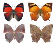 Fountainea ryphea ryphea (Cramer, 1775)  ♂ & ♀