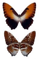 Morpho hecuba hecuba  (Linné, 1771)