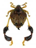 Tachygonidius sp5