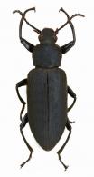 Zophobas sp1