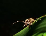 Cerambycidae Gen sp