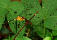 Libellulidae Gen sp