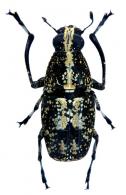 Phaenithon curvipes (Germar, 1824)