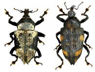 Cratosomus vaginalis  (Linné, 1758) ♂ & ♀