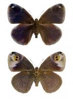 Dynastor macrosiris macrosiris (Westwood, 1851)