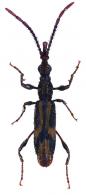 Brentinae Gen sp7