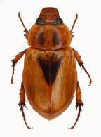 Aspidolea clypeata  (Burmeister, 1847)