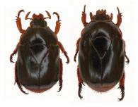 Lagochile brunnipes  (Olivier, 1789)  ♂ & ♀