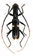 Hexoplonini Gen sp G400