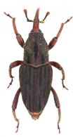 Metamasius distortus  (Gemminger & Harold, 1871)