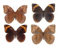Catoblepia berecynthia berecynthia (Cramer, 1777)  ♂ & ♀