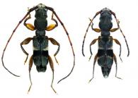 Epropetes latifascia (White, 1855) ♂ & ♀