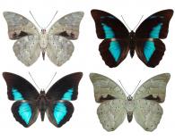 Archaeoprepona demophoon demophoon (Hübner, 1814)   ♂ & ♀