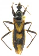Rasahus sp1