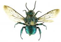 Mesoplia regalis   Smith
