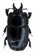 Hololepta sp1