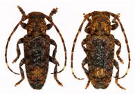 Estola variegata  Bates, 1866  ♂ & ♀
