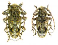 Plistonax albolinitus  (Bates,1861)  ♂ & ♀