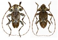 Neobaryssinus marianae  (Martins & Monné, 1974)  ♂ & ♀