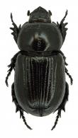 Homophileurus amazonicus  Kolbe, 1910