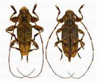 Palame anceps  (Bates, 1864)  ♂ & ♀